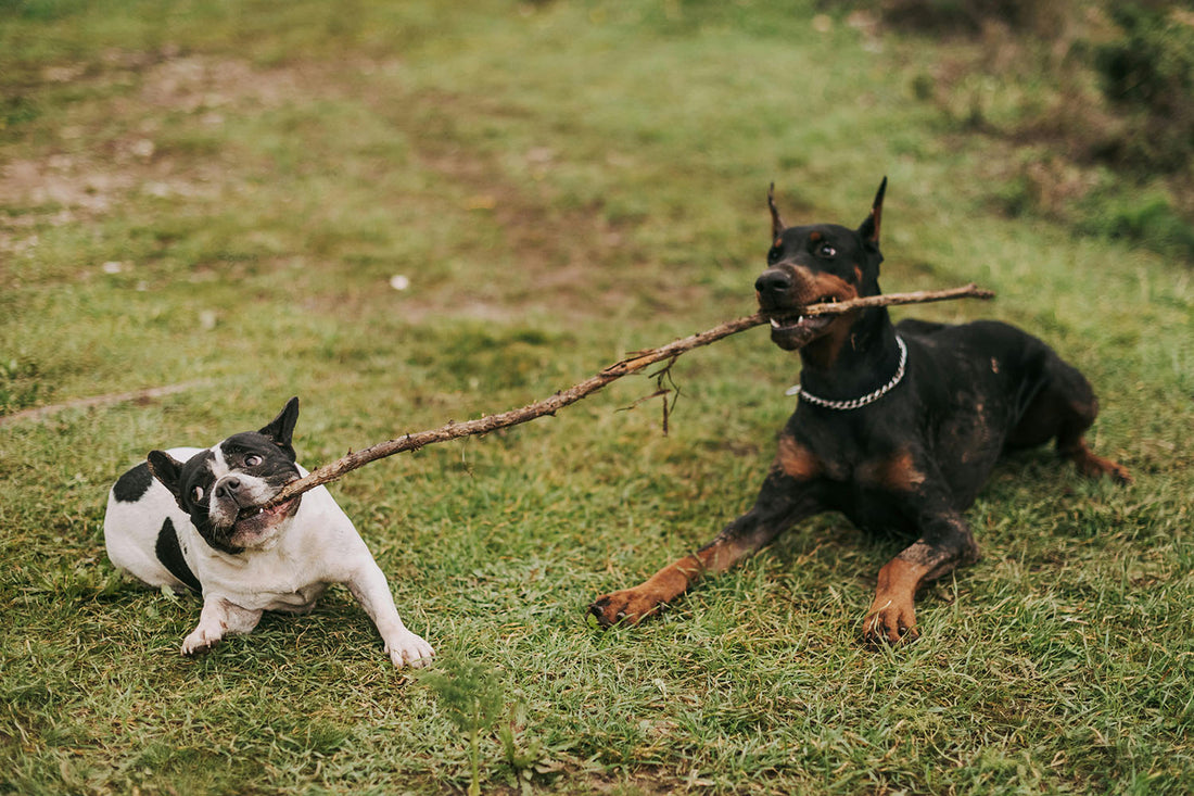 Eco-Friendly Choices for Dog Owners