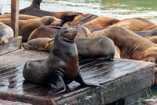 What Does a Sea Lion Have to Do With Your Kitchen Trash?