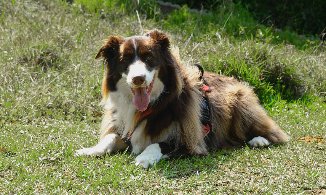 How to Make Pet Care More Sustainable