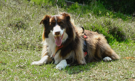 How to Make Pet Care More Sustainable