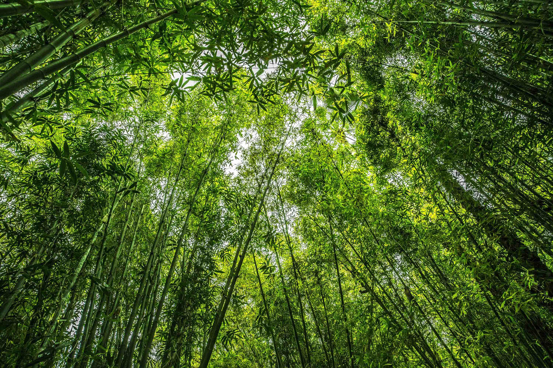 Bamboo: Nature’s Sustainable Superstar for Your Home
