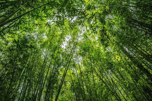 Bamboo: Nature’s Sustainable Superstar for Your Home