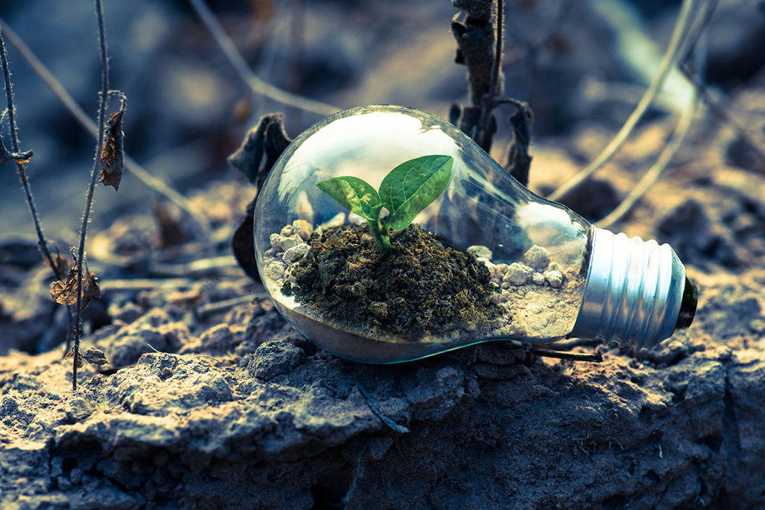 Busting Sustainability Myths: Eco-Friendly Living Is Easier than You Think