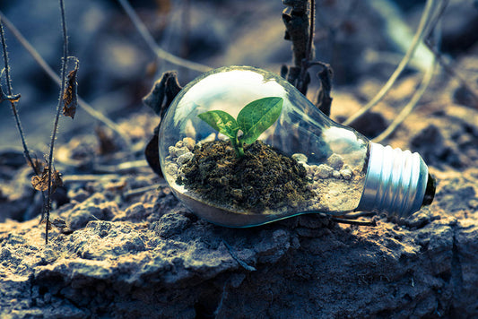 Busting Sustainability Myths: Eco-Friendly Living Is Easier than You Think